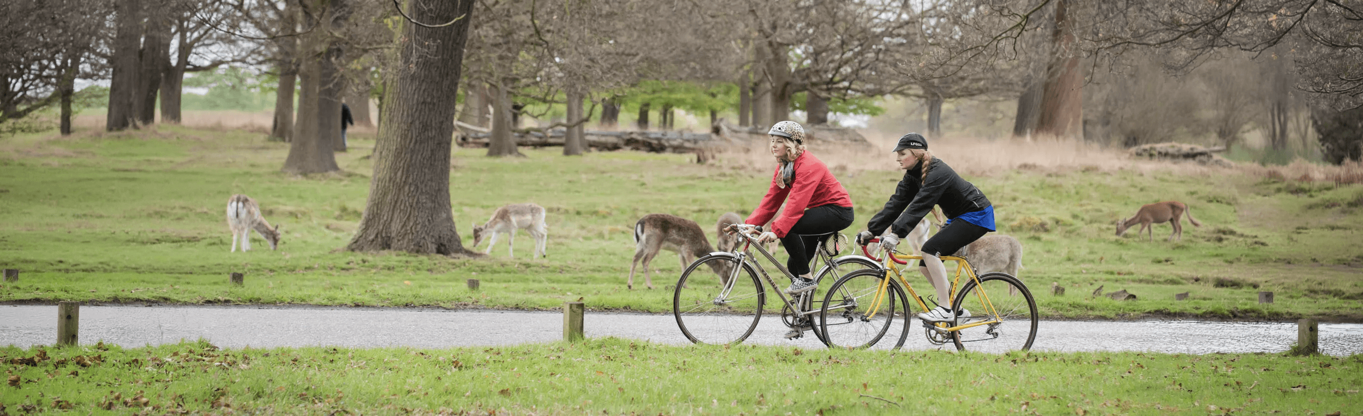 Cyclists passing deer in Richmond Park